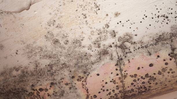 Mold Remediation for Vacation Homes